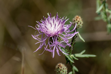 Makroaufnahme einer lila Distelblüte
