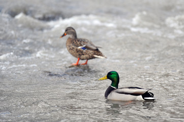 canard colvert