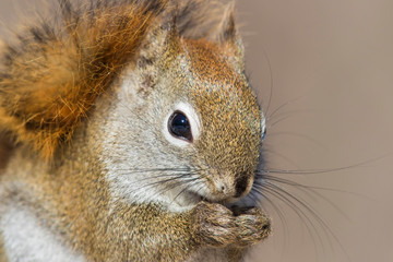 American Red Squirrel (Tamiasciurus hudsonicus) in winter