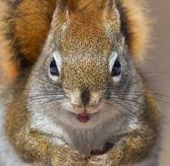 Obraz premium American Red Squirrel (Tamiasciurus hudsonicus) in winter