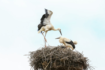 Junger Weißstorch lernt fliegen, Ciconia ciconia