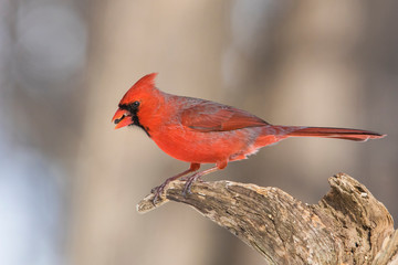 Male Northern Cardinal in winter 