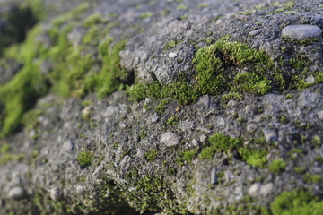 lichen on the rock