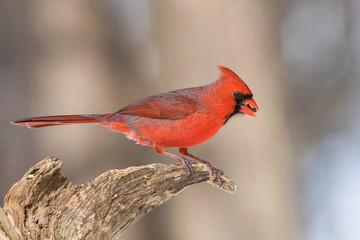 Male Northern Cardinal in winter 