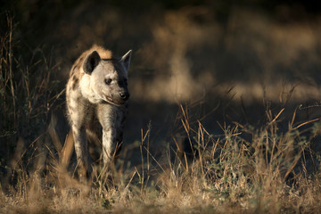 Hyena portrait