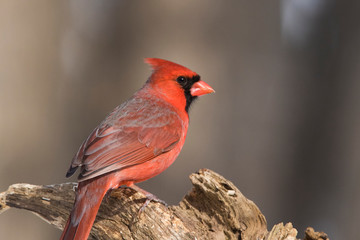 Male Northern Cardinal in winter 