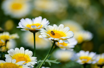 Honey Bee searching for food in yellow core of a white flower petals in a garden with scenic beauty