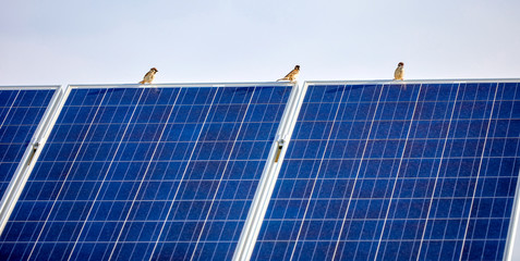 Bird standing on solar photovoltaic panel