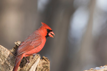 Male Northern Cardinal in winter 