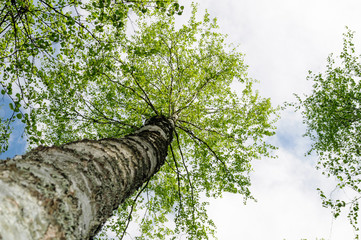 Fototapeta premium The trunk of a birch and the young green foliage.