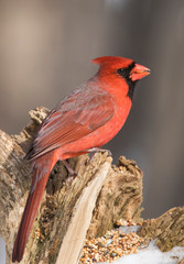Male Northern Cardinal in winter 