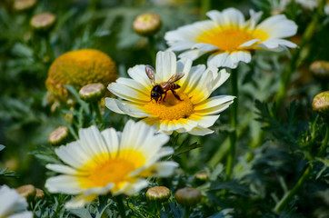 Honey Bee searching for food during spring in yellow core of a white flower petals for pollination in park garden
