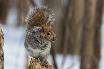 grey squirrel in winter