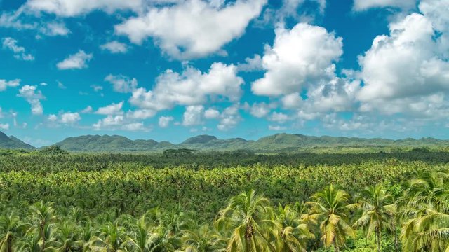Palm trees forrest in Siargao, Philippines. Beautiful nature palm jungle at the summer day. Timelapse 4K