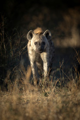 Fototapeta premium Hyena portrait