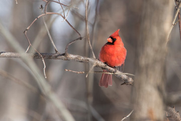 Male Northern Cardinal in winter 