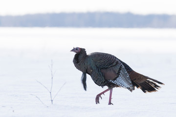 Wild turkey in Canadian winter
