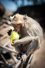 A monkey eating mango