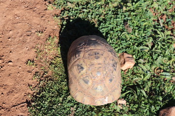 Tortoise Wild. picture the turtle From Backward.the turtle Creeping above the spring