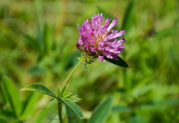 Clover flower in a field