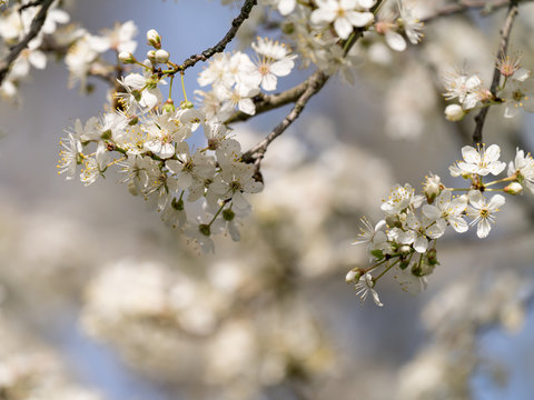 Mirabellenbaum mit Bl&uuml;ten
