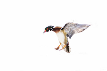 Male wood duck in winter