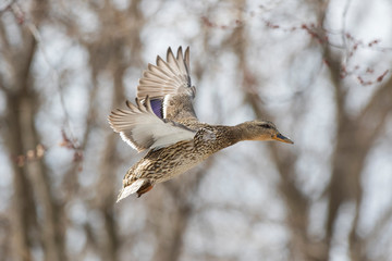 Female mallard in winter