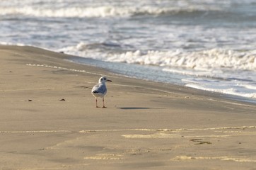 Gabbiano che cammina sulla spiaggia in riva al mare