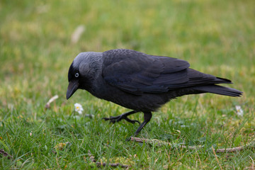 Eine Dohle pickt im Gras