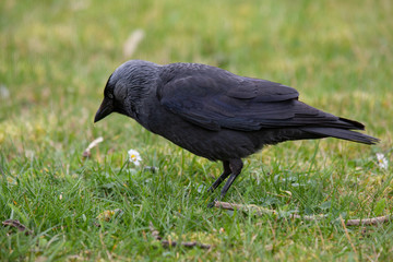 Eine Dohle pickt im Gras