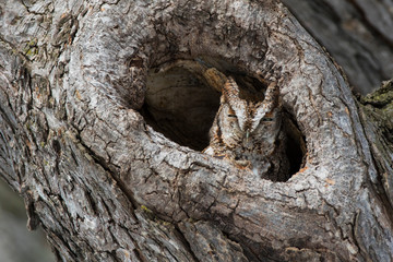  The master of camouflage, Eastern Screech Owl (Megascops, asio)
