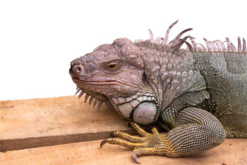 Iguana is a large chameleon, The head has a pointed spike like a comb in the middle of the body, The neck area has a large round button, On white isolated background, to animal and wildlife concept