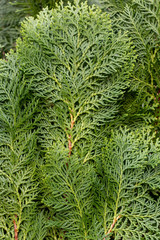 Orientali Arborvitae or Chimese Arborvitae, pine tree leaves background and texture.
