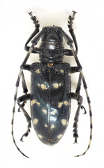 Citrus long-horned beetle, top view