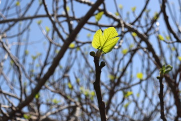 The leaves of the fig tree grow green On the branch