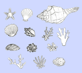 Hand drawn seashells and corals set on blue background.