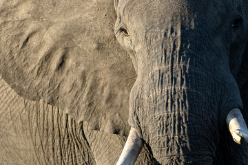 Portrait of a Elephant