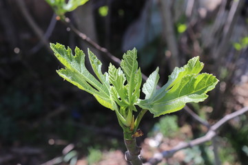 Leaves Tree Figs Ripen Small In the garden