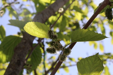 Tree Morus alba the White. Graduation fruits Morus alba Small In a tree. green leaves on a tree