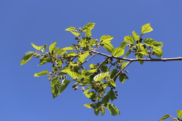 Tree Morus alba the White. Graduation fruits Morus alba Small In a tree. green leaves on a tree