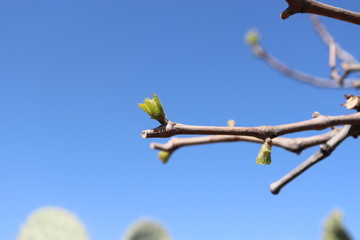 Grape branch Out Leaves Small. branche de vigne au printemps gros plan
