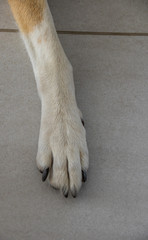 Front leg and paw of a domestic pet dog isolated on a grey tiled floor image with copy space in...