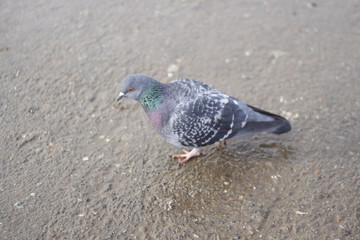 pigeon on the beach