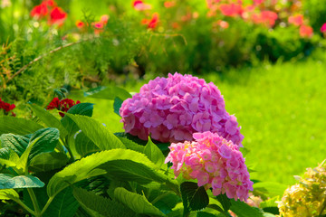 Pink hydrangea flowers.