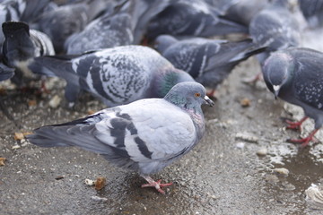 pigeons birds