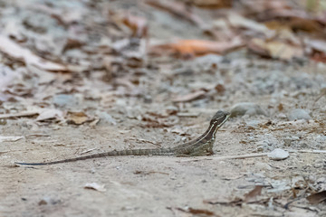 Little lizard, Anolis oxylophus, standing in Costa Rica