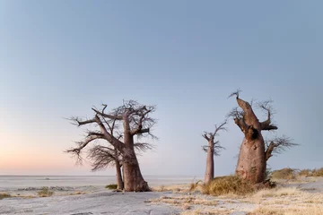Fotobehang Baobab trees on Lekhubu island, Botswana. © 2630ben