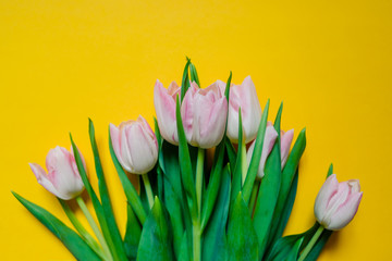 Pink tulips bunch, lovely spring flowers for Birthday, Mothers Day, Anniversary, Womens or Valentines Day.Gift for Mother's Day,Concept.Flowers composition isolated on yellow background.