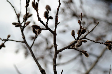 branch of a tree in winter