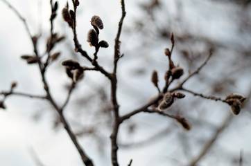 branch of a tree